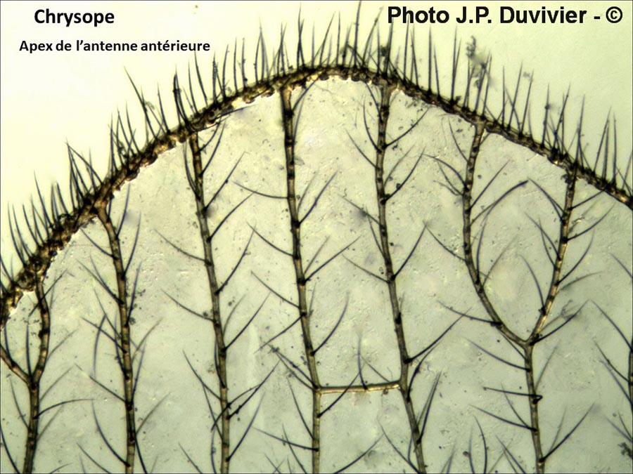 Chrysope : antenne