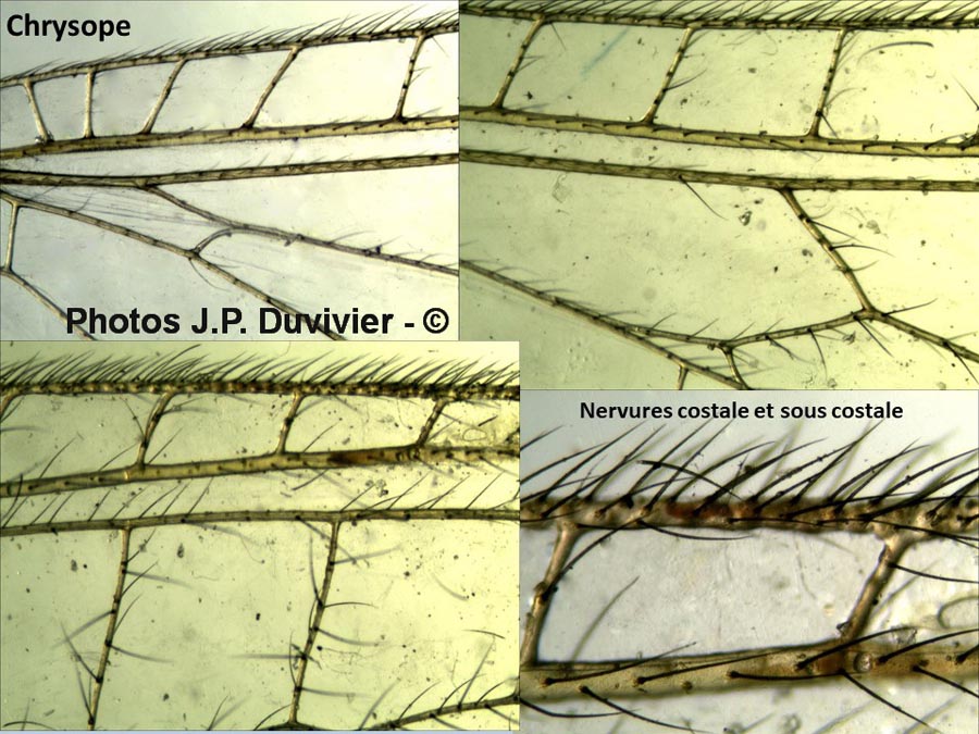 Chrysoperla carnea : chrysope verte : nervures costales