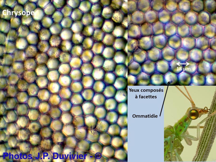 Chrysoperla carnea : chrysope verte, yeux composés