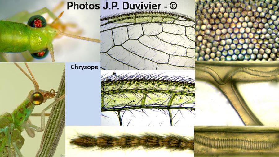 Chrysoperla carnea : chrysope verte, système trachéal des nervures