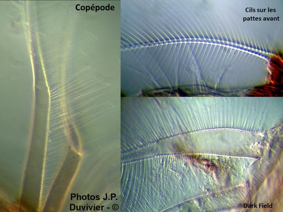 Copepode : cils (JP. Duvivier)