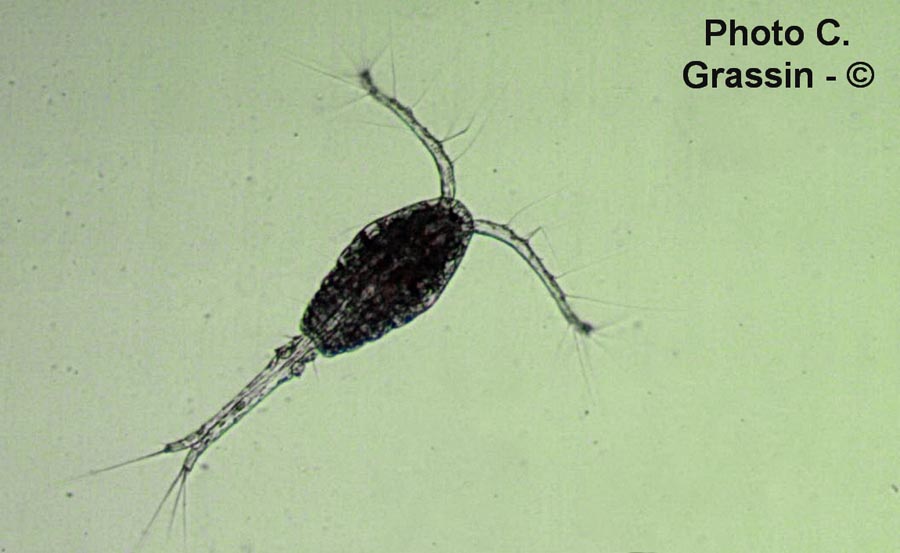 Copépode (C. Grassin)