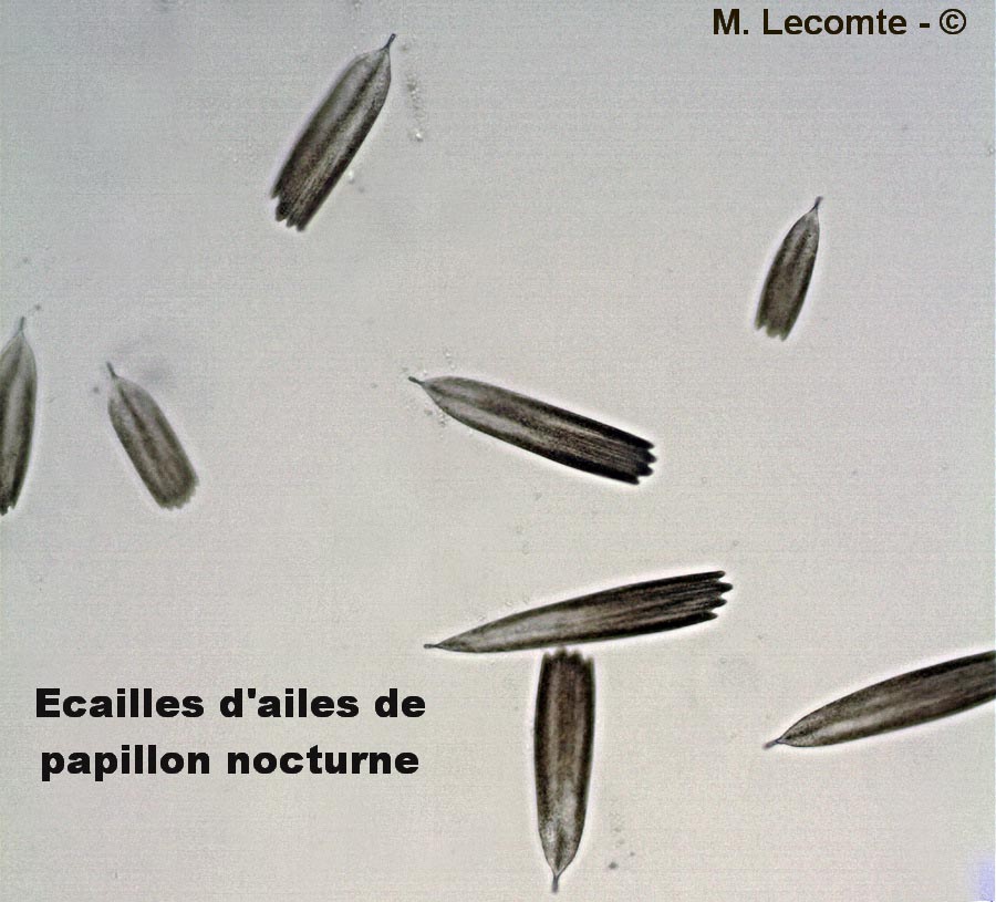 Ecailles d’une aile de papillon