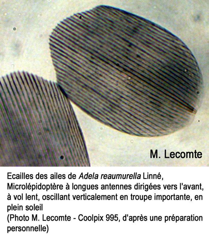 Ecailles d’une aile de papillon