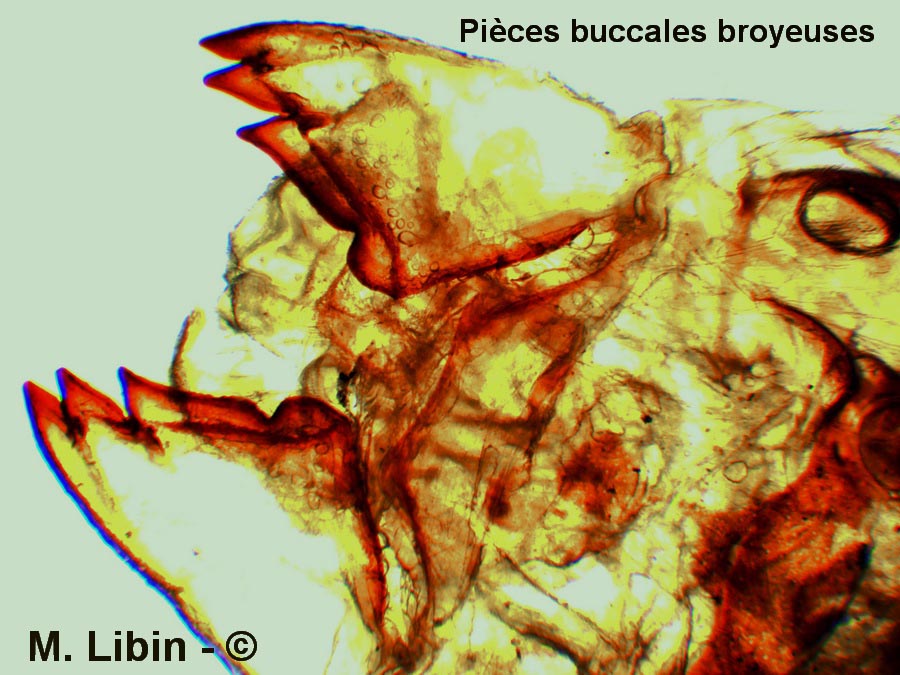 Guêpe (Vespula vulgaris) (pièces buccales broyeuses)