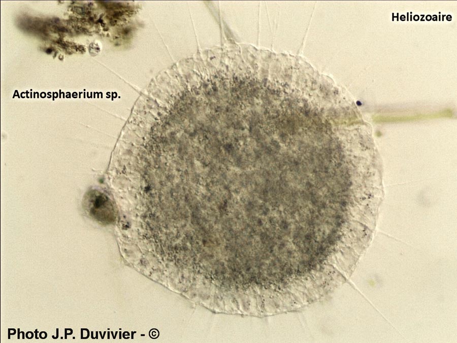 Héliozoaire (JP. Duvivier)