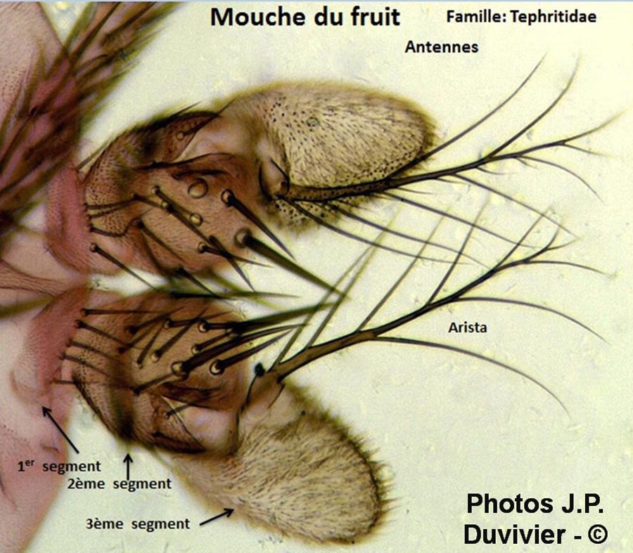 Mouche des fruits : antenn