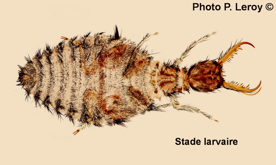 Myrmeleon formicarius