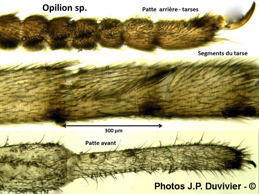 Opilion : patte et fémur