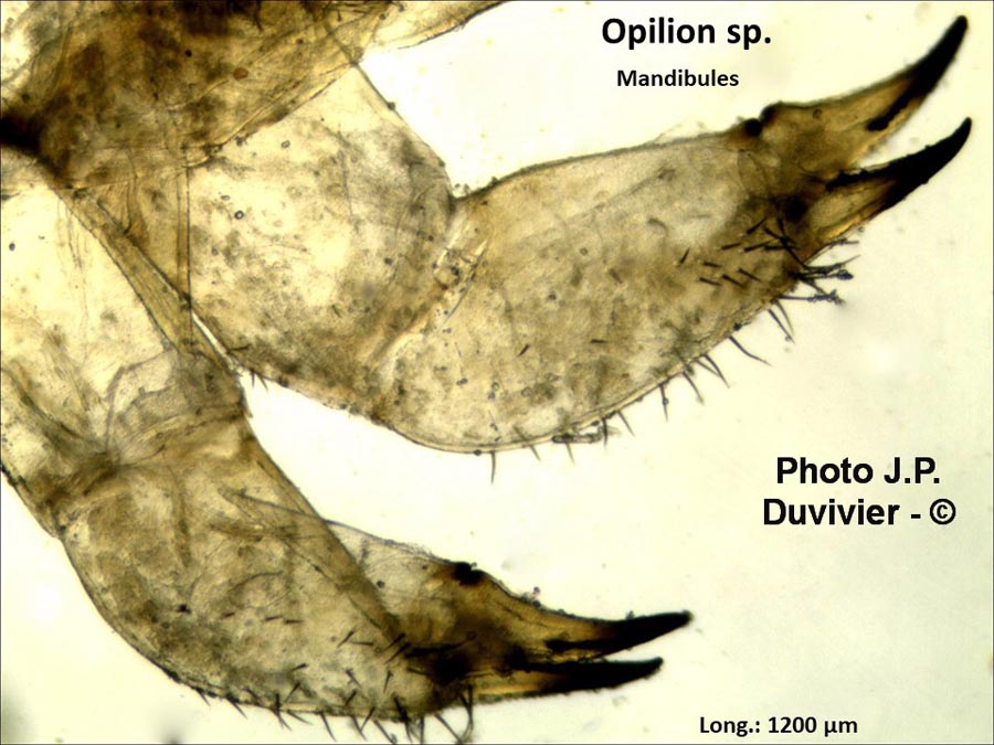 Opilion (mandibule) (P. Duvivier)