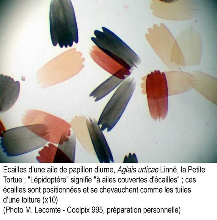 Ecailles d’une aile de papillon