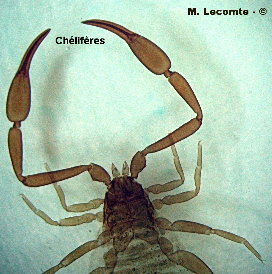 Pseudoscorpion (chélicères)