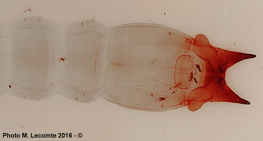 Pyrochroa coccinea