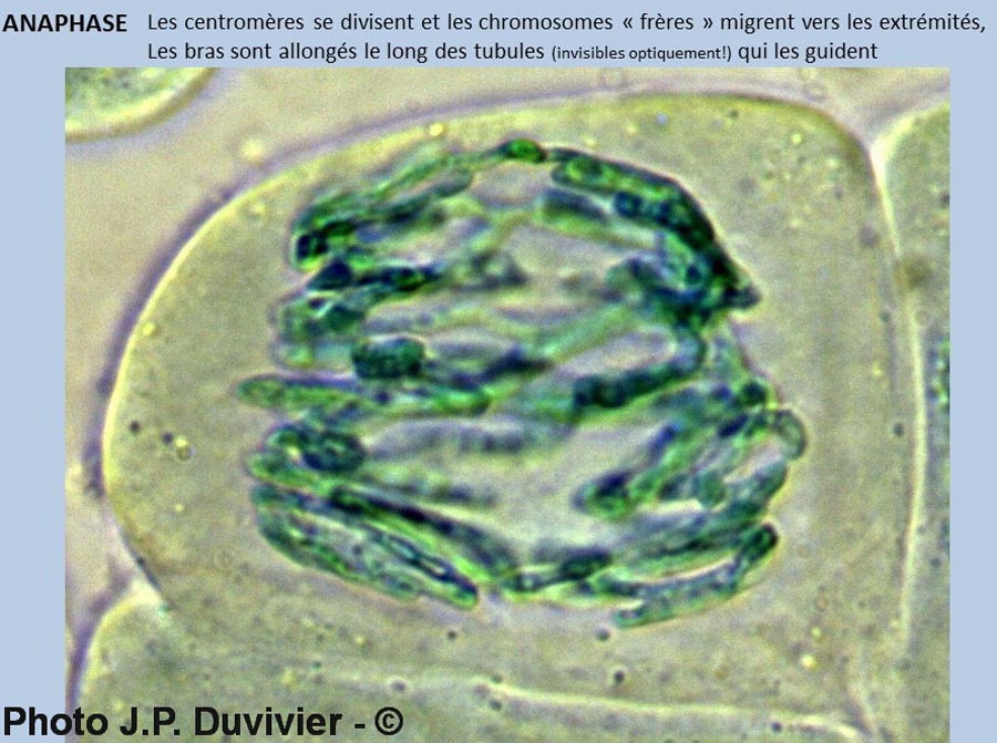 Mitose - description (JP. Duvivier)