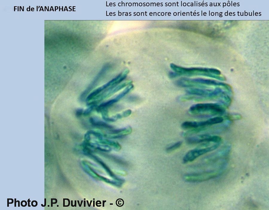 Mitose - description (JP. Duvivier)