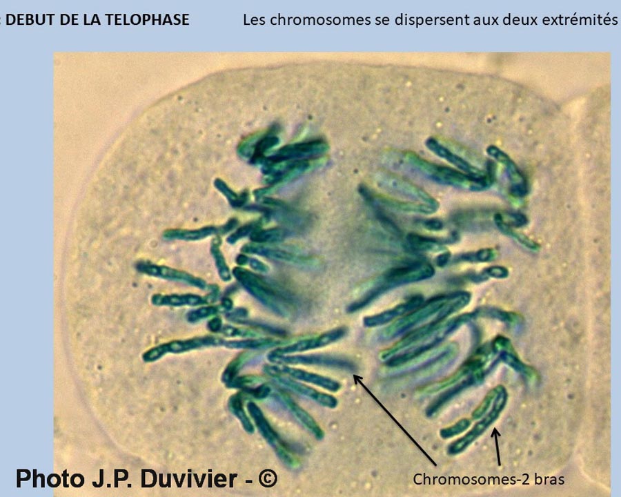 Mitose - description (JP. Duvivier)