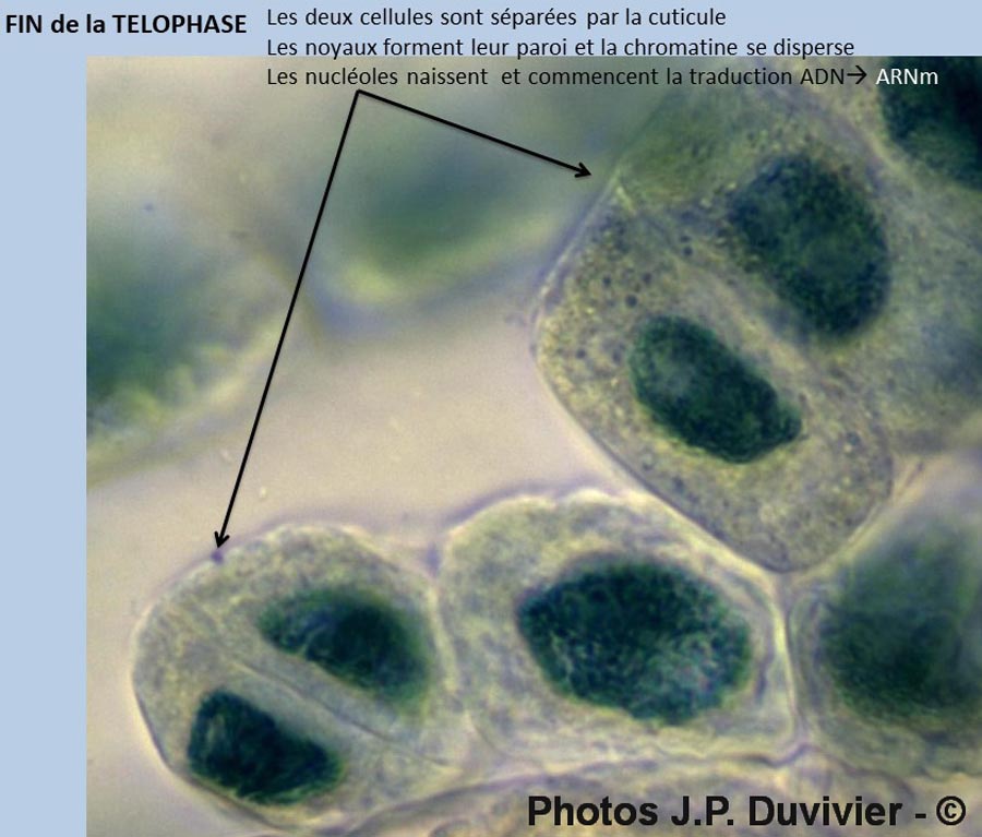 Mitose - description (JP. Duvivier)