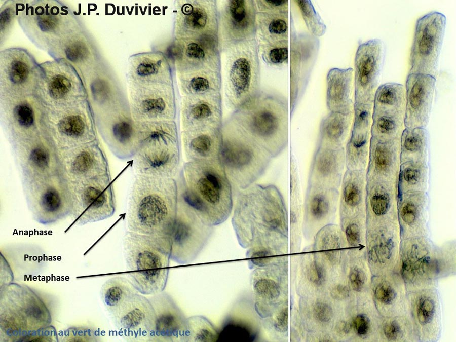 Mitose - description (JP. Duvivier)