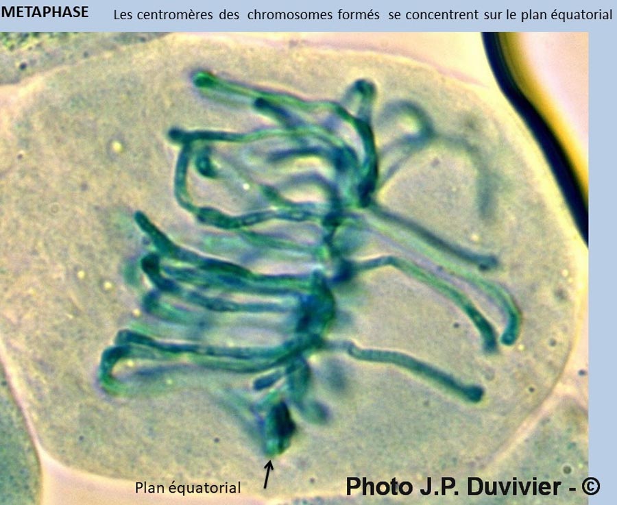 Mitose - description (JP. Duvivier)