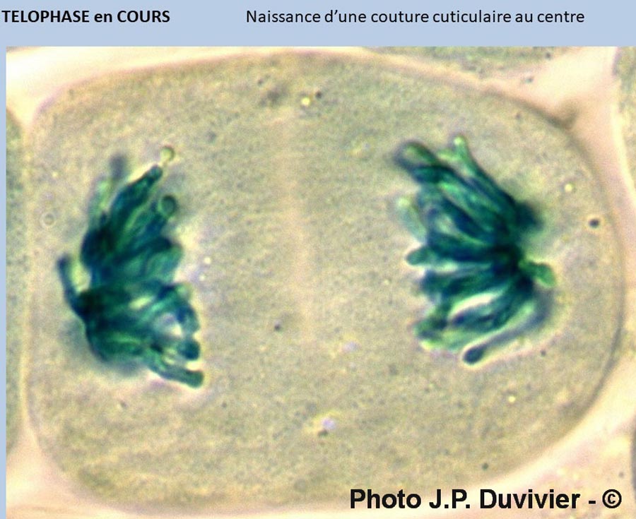 Mitose - description (JP. Duvivier)