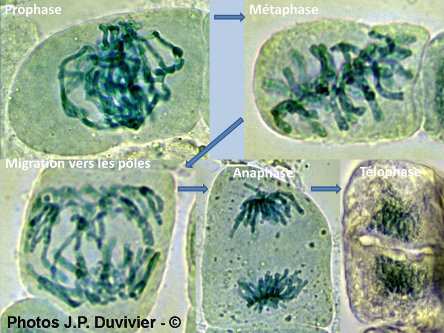 Mitose - description