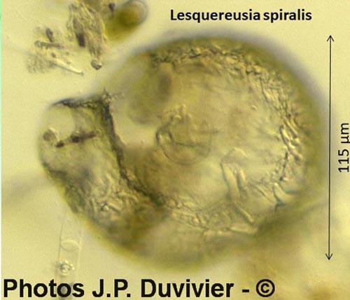 Lesquereusia spiralis