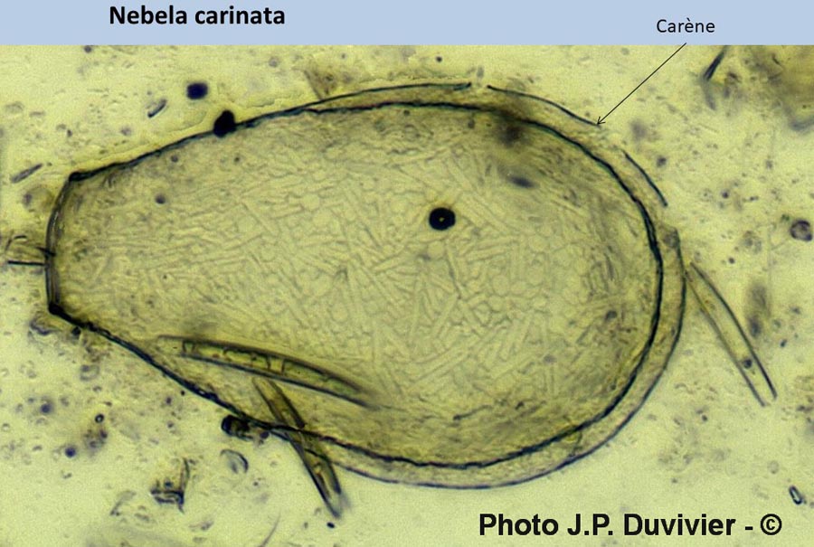 Nebela carinata