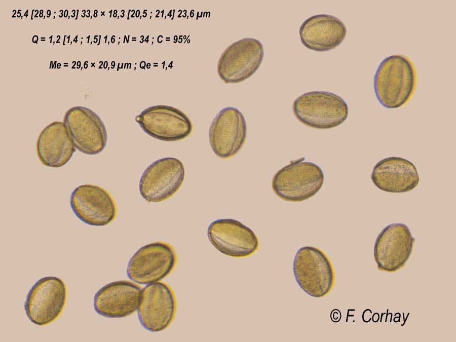 Alliaria petiolata (alliaire officinale)