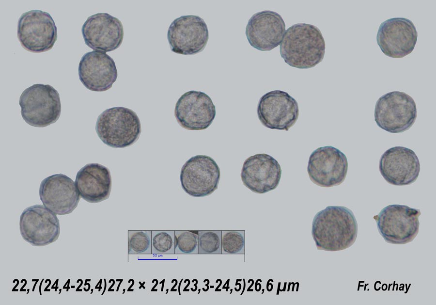 Anemone ranunculoides (Anémone fausse-renoncule)