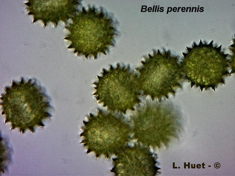 Bellis perennis (pâquerette)