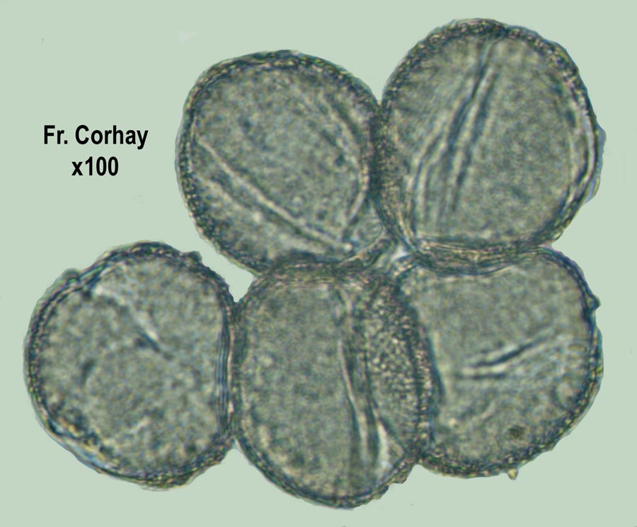 Verbascum thapsus (molène bouillon-blanc)