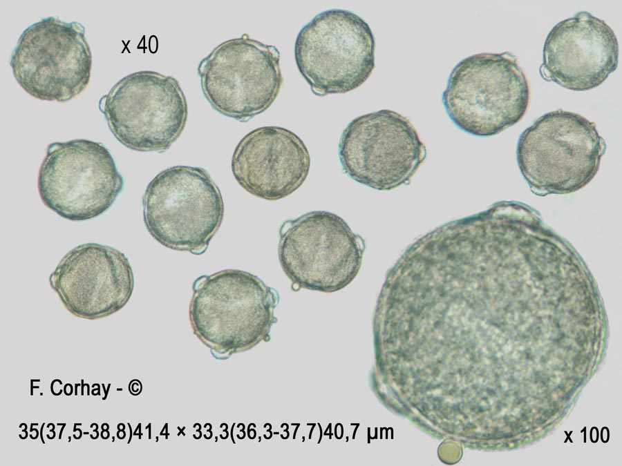 Bryonia dioica (bryone dioïque)