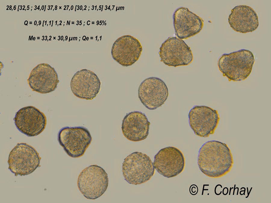 Chelidonium majus (chélidoine)