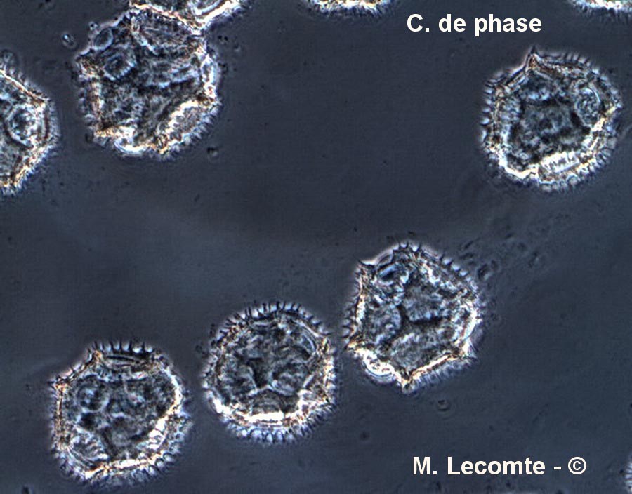 Cichorium inthybus (chicorée sauvage)