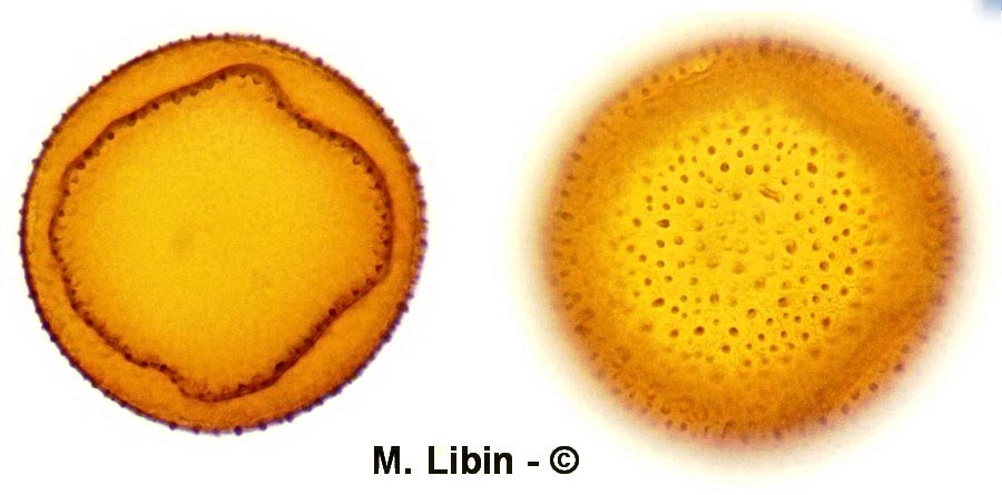 Crocus sp. (crocus)