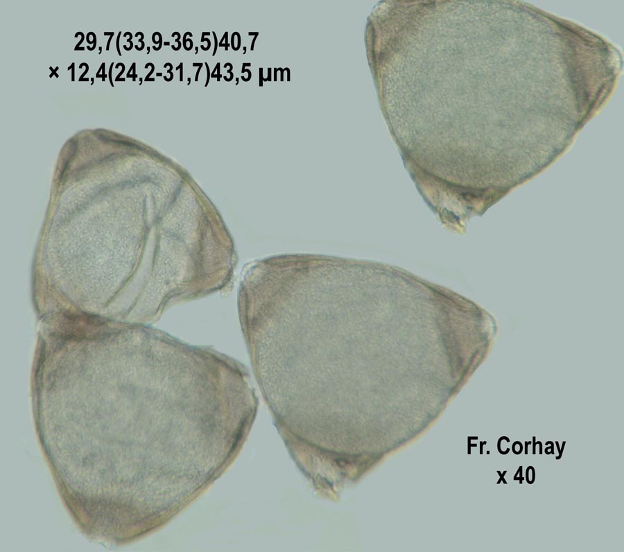 Epilobium hirsutum (épilobe hirsute)