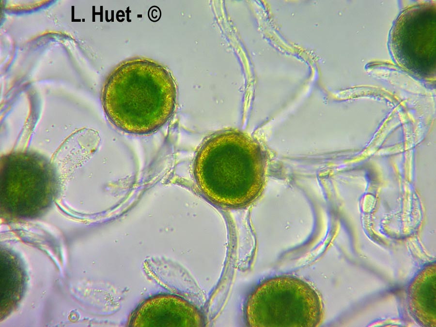 Equisetum arvense (prêle des champs, queue-de-cheval, queue-de-renard)