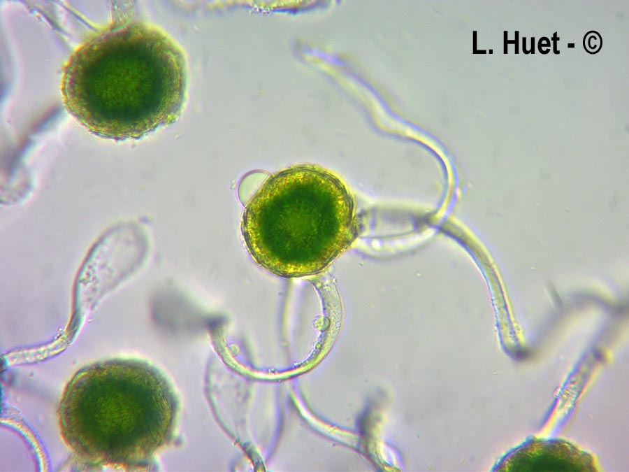 Equisetum arvense (prêle des champs, queue-de-cheval, queue-de-renard)