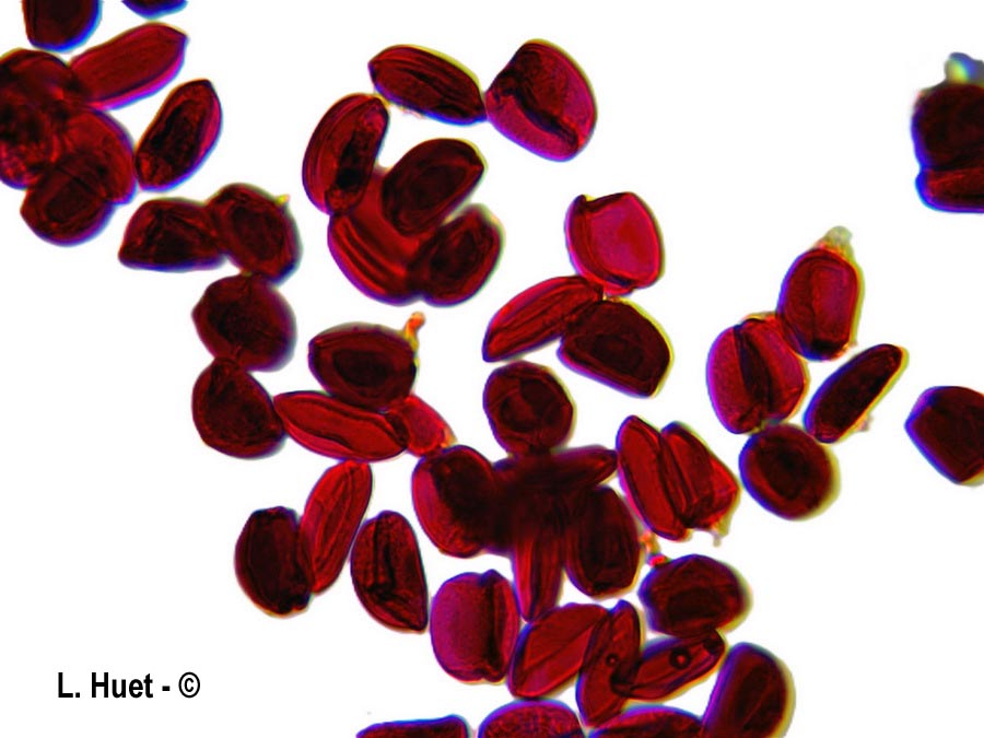 Galanthus nivalis (perce-neige)