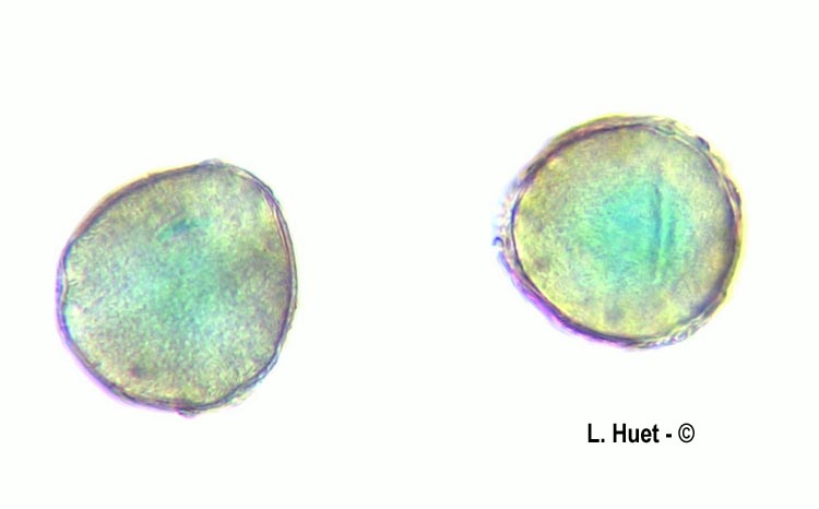 Glechoma hederacea (lierre terrestre)