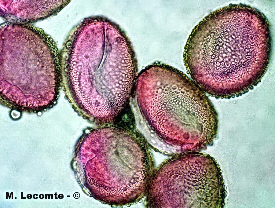 Hippeastrum sp. (hippéatres)