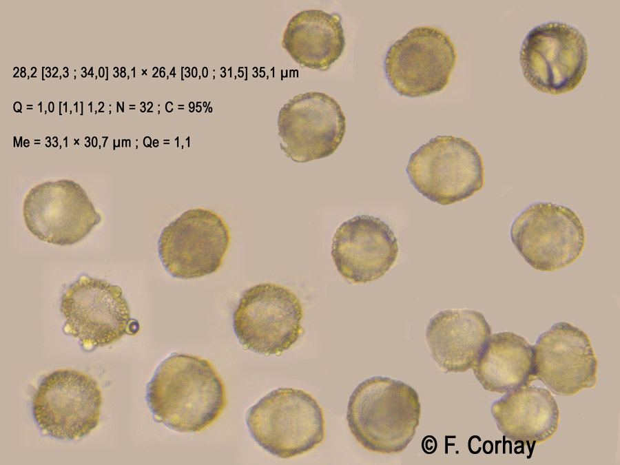 Ilex aquifolium (houx)