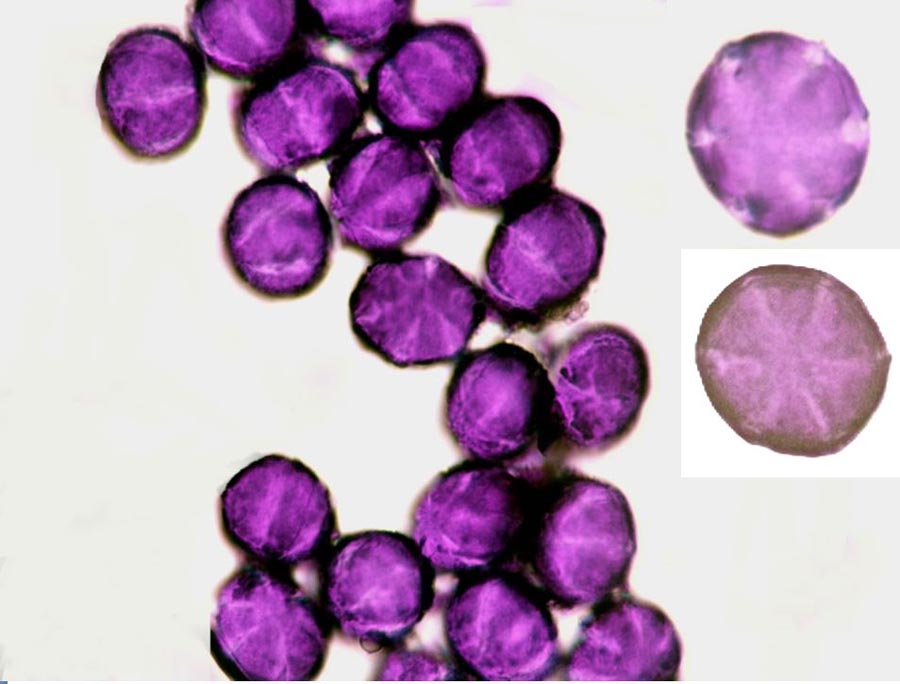 Hyssopus officinalis (hysope officinale)