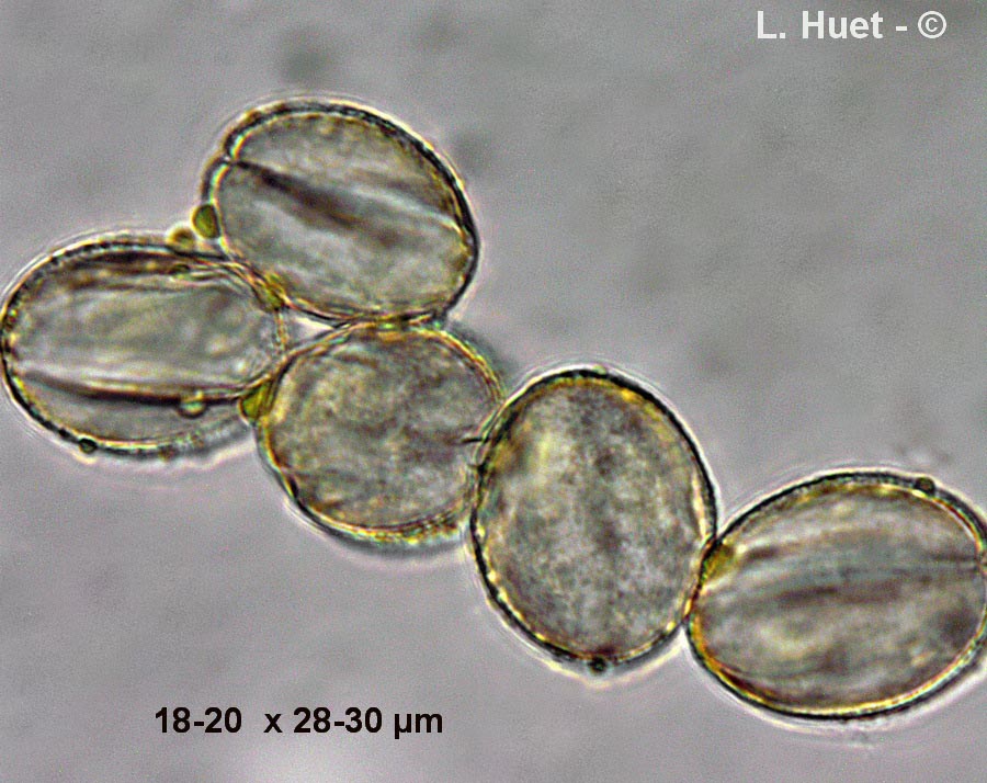 Linaria vulgaris (linaire commune)