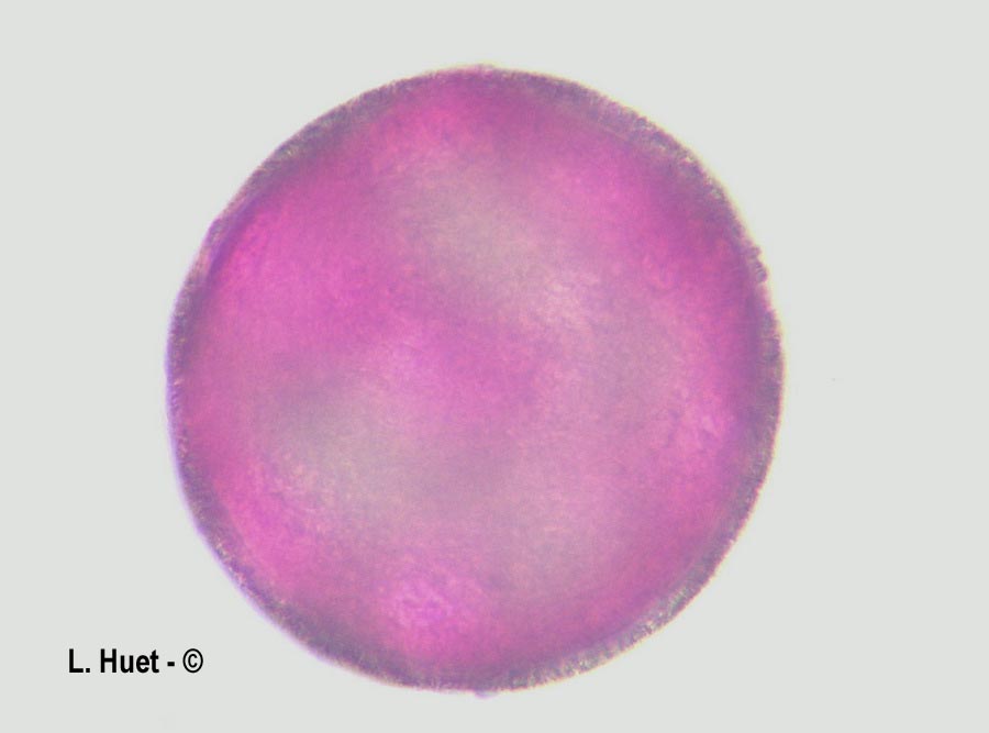 Convolvulus sepium (Calystegia sepium) (liseron des haies)