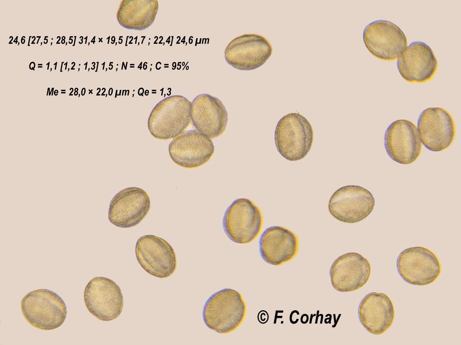 Lunaria annua (lunaire annuelle, monnaie-du-pape)