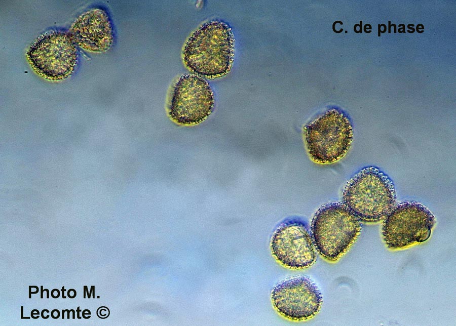 Lycopus europaeus (lycopode)