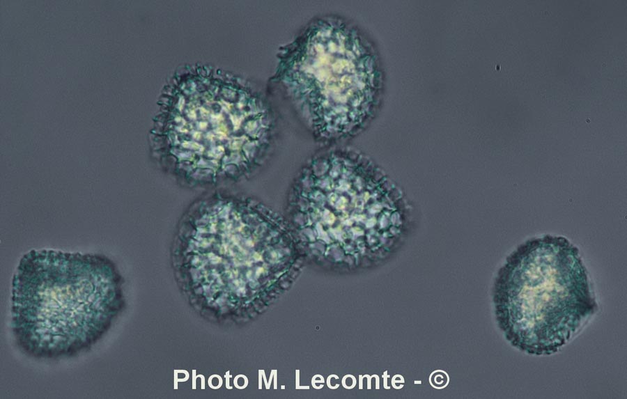 Lycopus europaeus (lycopode)