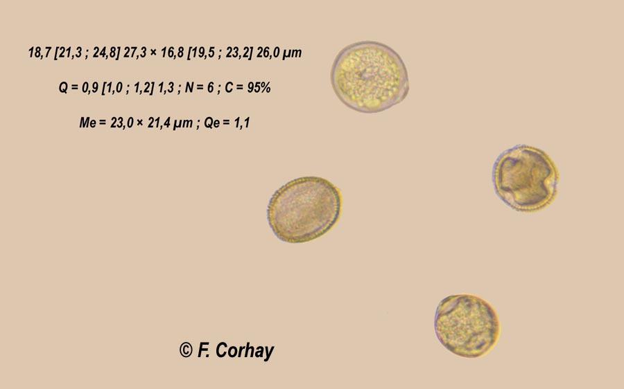 Myosotis sp. (myosotis)