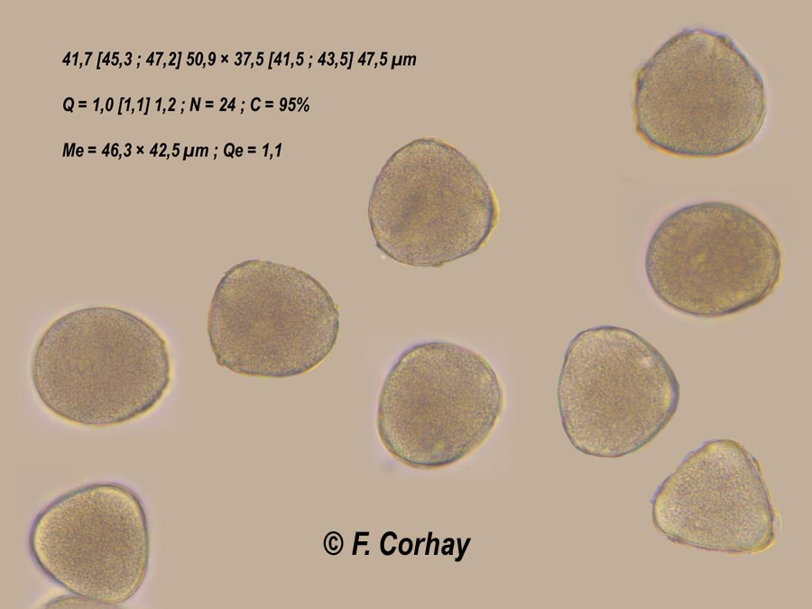 Mespilus germanica (néflier)